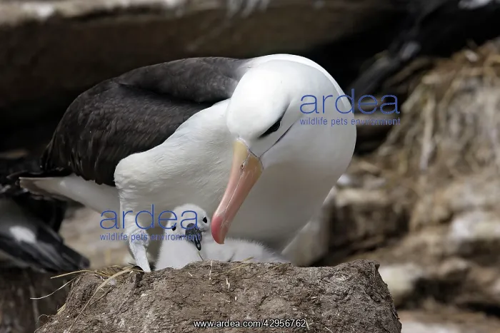 : Black-browed Albatross / Black-browed Mollymawk : Black-browed Albatross / Black-browed Mollymawk