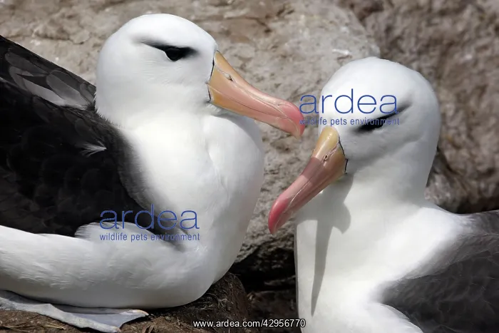 : Black-browed Albatross / Black-browed Mollymawk : Black-browed Albatross / Black-browed Mollymawk
