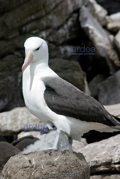 : Black-browed Albatross / Black-browed Mollymawk : Black-browed Albatross / Black-browed Mollymawk