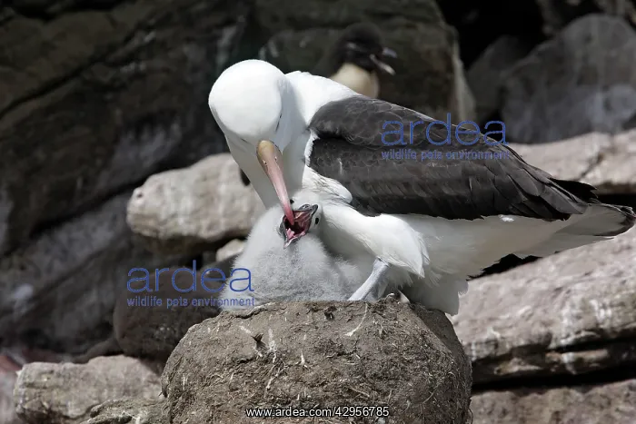 : Black-browed Albatross / Black-browed Mollymawk : Black-browed Albatross / Black-browed Mollymawk
