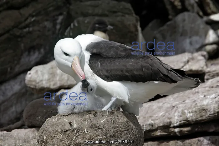 : Black-browed Albatross / Black-browed Mollymawk : Black-browed Albatross / Black-browed Mollymawk