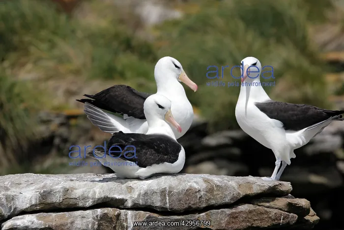 : Black-browed Albatross / Black-browed Mollymawk : Black-browed Albatross / Black-browed Mollymawk