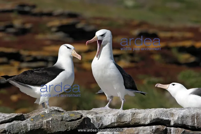 : Black-browed Albatross / Black-browed Mollymawk : Black-browed Albatross / Black-browed Mollymawk