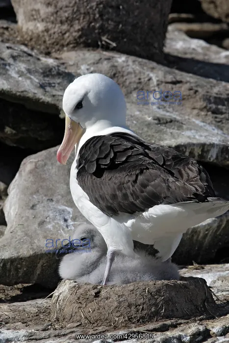 : Black-browed Albatross / Black-browed Mollymawk : Black-browed Albatross / Black-browed Mollymawk