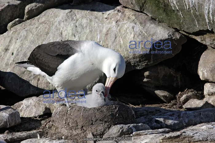  : Black-browed Albatross  /  Black-browed Mollymawk