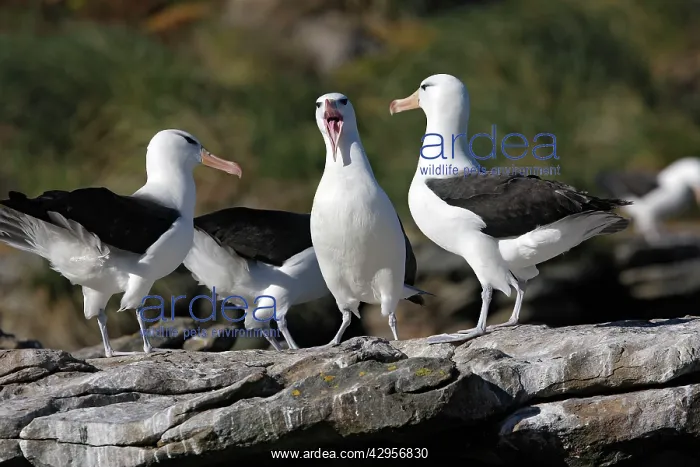 : Black-browed Albatross / Black-browed Mollymawk : Black-browed Albatross / Black-browed Mollymawk