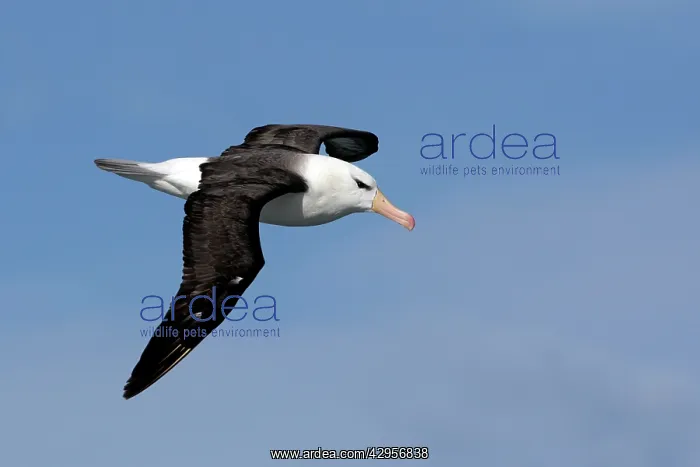 : Black-browed Albatross / Black-browed Mollymawk : Black-browed Albatross / Black-browed Mollymawk
