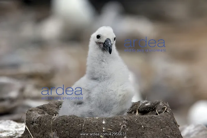 : Black-browed Albatross / Black-browed Mollymawk - young : Black-browed Albatross / Black-browed Mollymawk - young