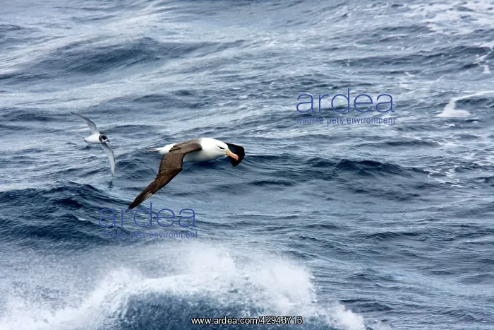 : Black-browed Albatross and Blue Petrel (Halobaena : Black-browed Albatross and Blue Petrel (Halobaena