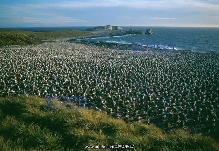  : Black-browed albatross - breeding colony