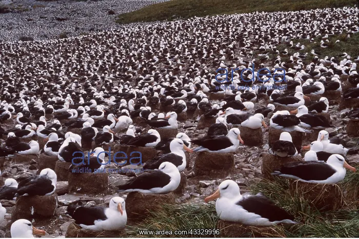 : Black-browed ALBATROSS - Breeding colony : Black-browed ALBATROSS - Breeding colony