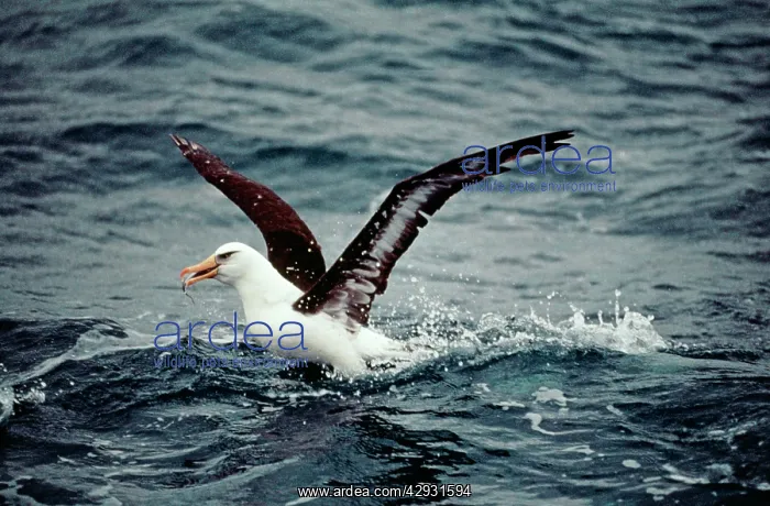  : Black Browed Albatross - catching fish from sea
