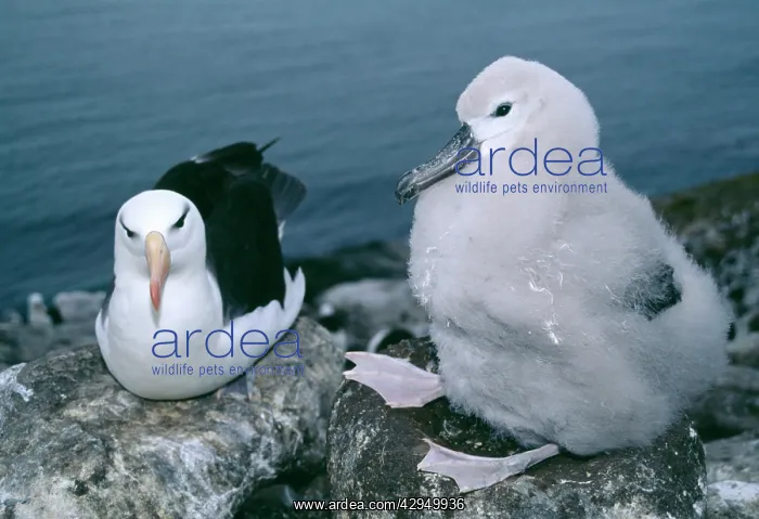 : Black-browed albatross with chick : Black-browed albatross with chick