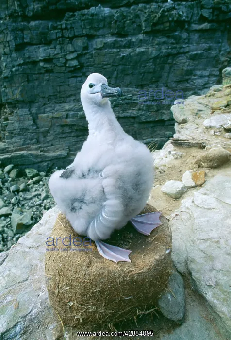 : Black-browed Albatross - Chick on nest : Black-browed Albatross - Chick on nest