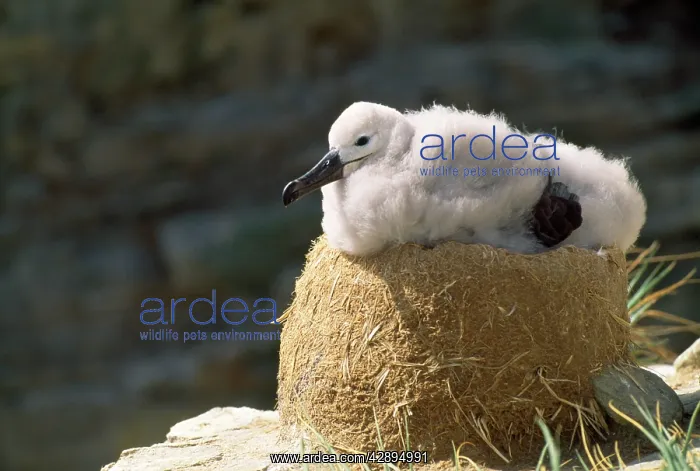 : Black Browed Albatross - chick on nest : Black Browed Albatross - chick on nest