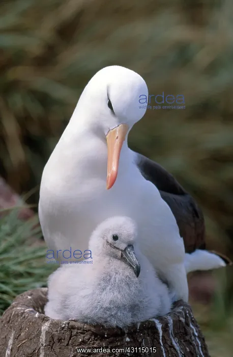: Black-browed Albatross with chick at nest : Black-browed Albatross with chick at nest
