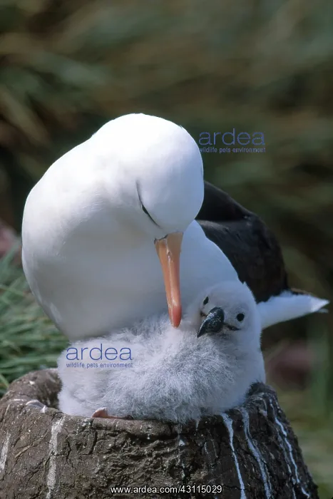  : Black-browed Albatross with chick at nest