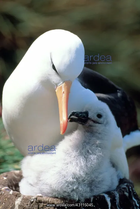 : Black-browed Albatross with chick at nest : Black-browed Albatross with chick at nest