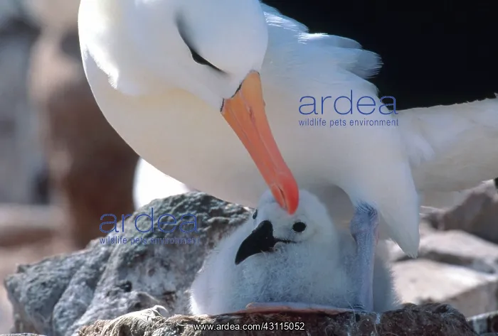  : Black-browed Albatross with chick at nest