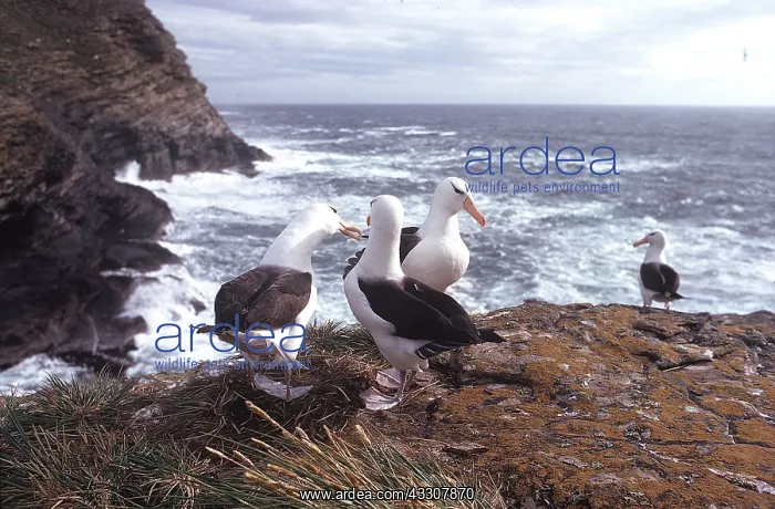 : Black-browed ALBATROSS - four on cliffs : Black-browed ALBATROSS - four on cliffs