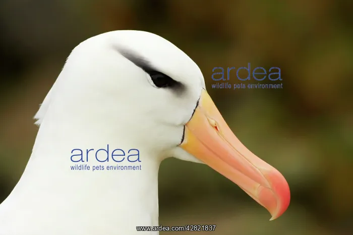 : Black-Browed Albatross - Close up of head : Black-Browed Albatross - Close up of head