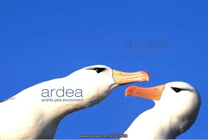 : Black-browed ALBATROSS - courting pair, facing each other : Black-browed ALBATROSS - courting pair, facing each other
