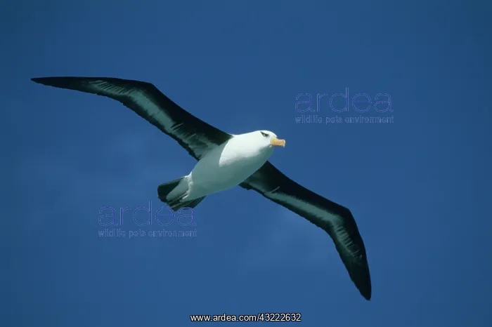 : Black-Browed Albatross, (Diomedea melanophris : Black-Browed Albatross, (Diomedea melanophris