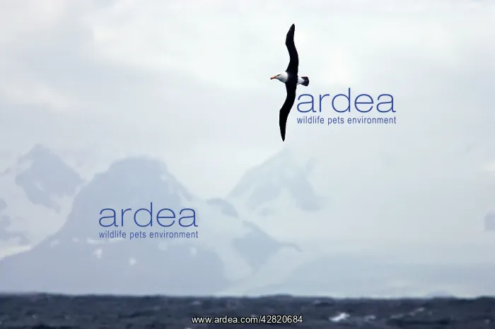 : Black-Browed Albatross - In flight : Black-Browed Albatross - In flight
