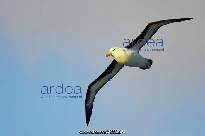 : Black-Browed Albatross - In flight : Black-Browed Albatross - In flight