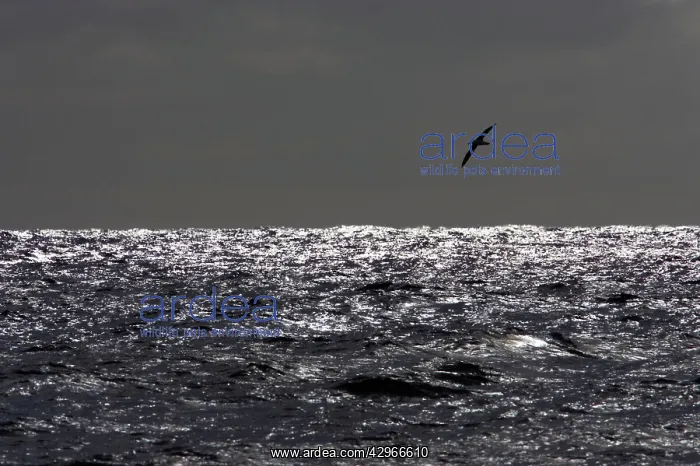 : Black Browed Albatross - in flight : Black Browed Albatross - in flight