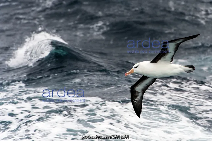 : Black-browed Albatross in flight : Black-browed Albatross in flight