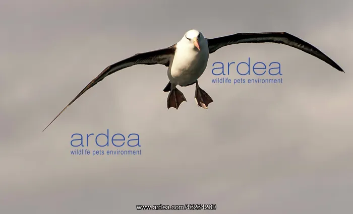 : Black-browed Albatross in flight : Black-browed Albatross in flight