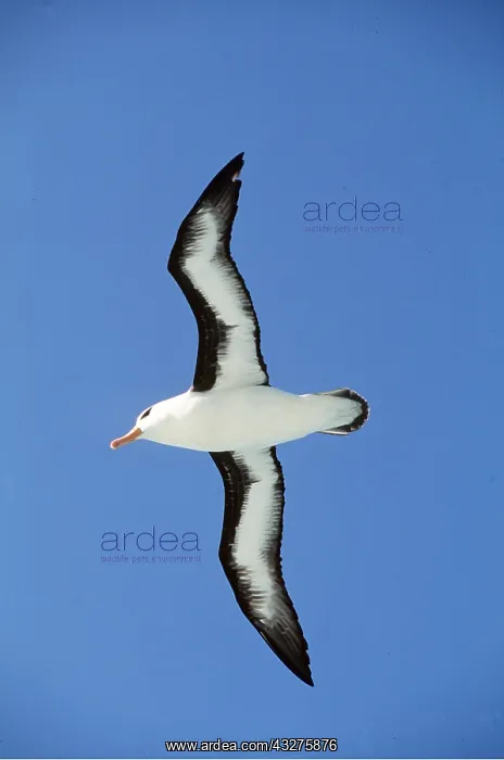 : Black-browed ALBATROSS - in flight : Black-browed ALBATROSS - in flight