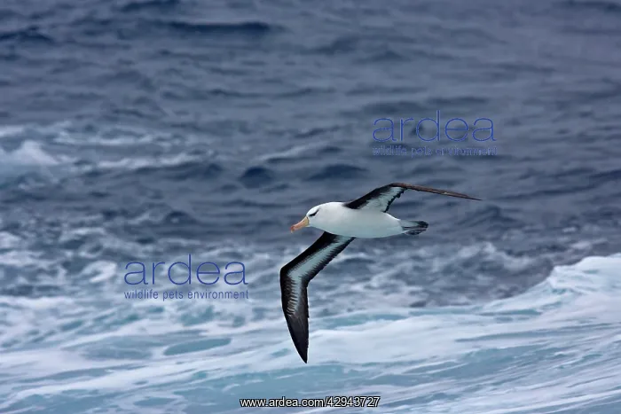 : Black-browed Albatross - In flight, low over the : Black-browed Albatross - In flight, low over the