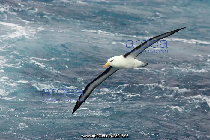 : Black-Browed Albatross - In flight over sea : Black-Browed Albatross - In flight over sea