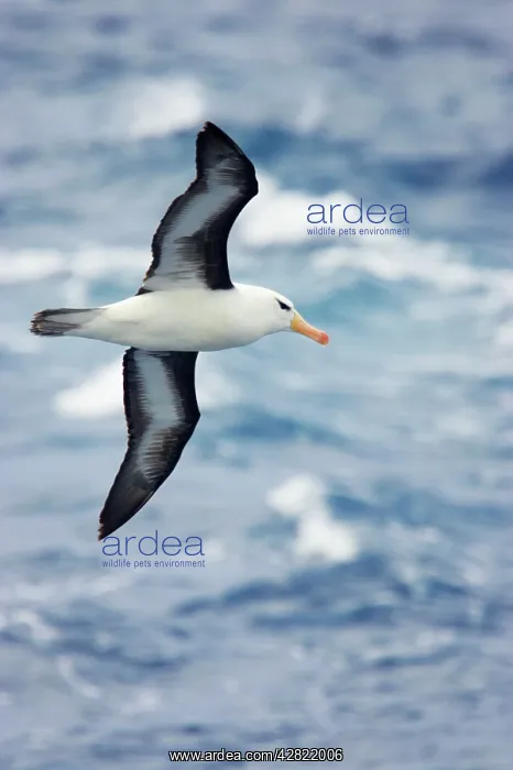 : Black-Browed Albatross - In Flight Over Sea : Black-Browed Albatross - In Flight Over Sea