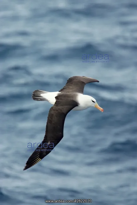 : Black-Browed Albatross - In Flight Over Sea : Black-Browed Albatross - In Flight Over Sea