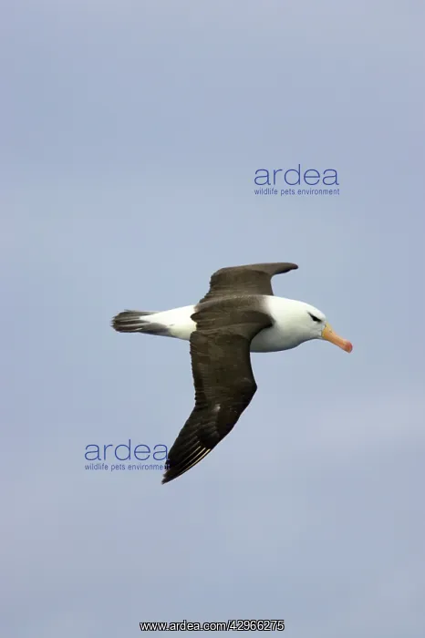  : Black Browed Albatross - in flight over sea