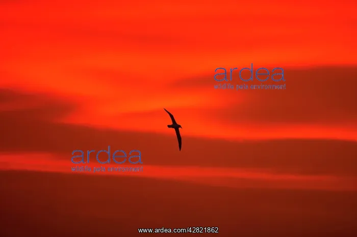 : Black-Browed Albatross - In flight at Sunset : Black-Browed Albatross - In flight at Sunset