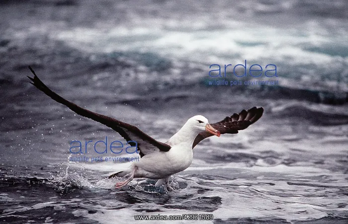 : Black-browed Albatross - in flight taking off from water : Black-browed Albatross - in flight taking off from water