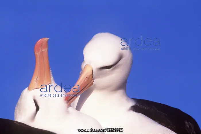 : Black-browed ALBATROSS - grooming pair : Black-browed ALBATROSS - grooming pair