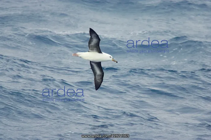 : Black-Browed Albatross - Immature in flight over sea : Black-Browed Albatross - Immature in flight over sea