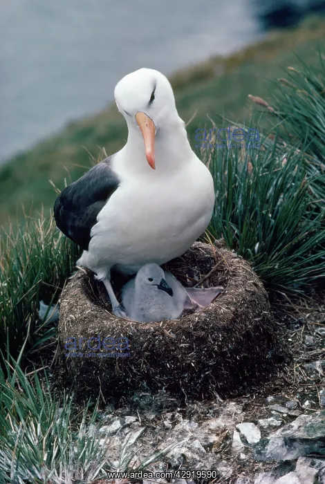 : Black-browed Albatross - on nest with chick : Black-browed Albatross - on nest with chick