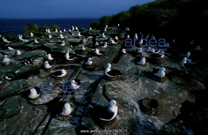 : Black-browed albatross, nesting colony : Black-browed albatross, nesting colony