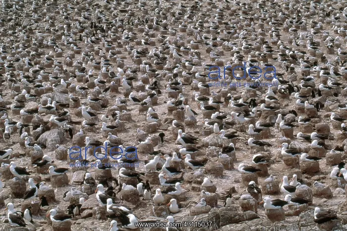 : Black-browed Albatross nesting colony : Black-browed Albatross nesting colony