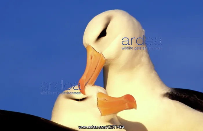 : Black-browed Albatross - Pair : Black-browed Albatross - Pair