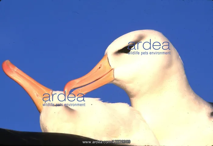 : Black-browed ALBATROSS - pair, courtship, facing each other : Black-browed ALBATROSS - pair, courtship, facing each other