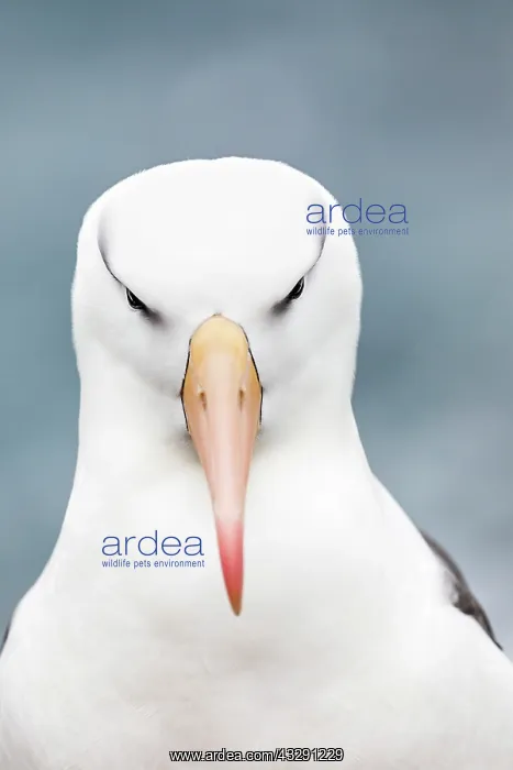 : Black Browed Albatross - Portrait - Falklands : Black Browed Albatross - Portrait - Falklands