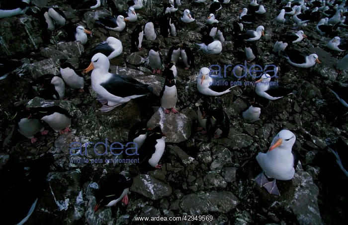 : Black-browed albatross and Rockhopper penguins : Black-browed albatross and Rockhopper penguins