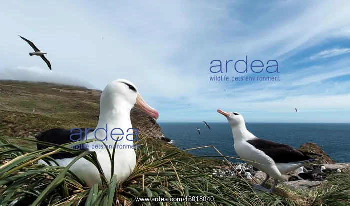 : Black-browed Albatross sitting on nest at colony : Black-browed Albatross sitting on nest at colony